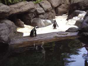 Penguins