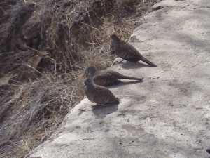 The Birds