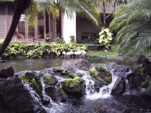 Flamingos in Pond