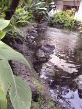 Another Pond