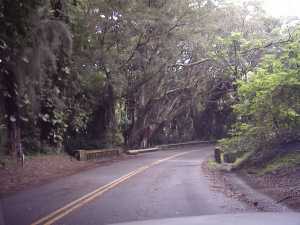 Pali Road