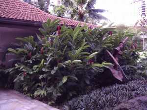 Big Plant