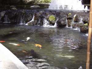 Large Fish Pond